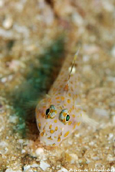 Goby. Picture taken on the second reef off Negombo, Sri L... by Anouk Houben 